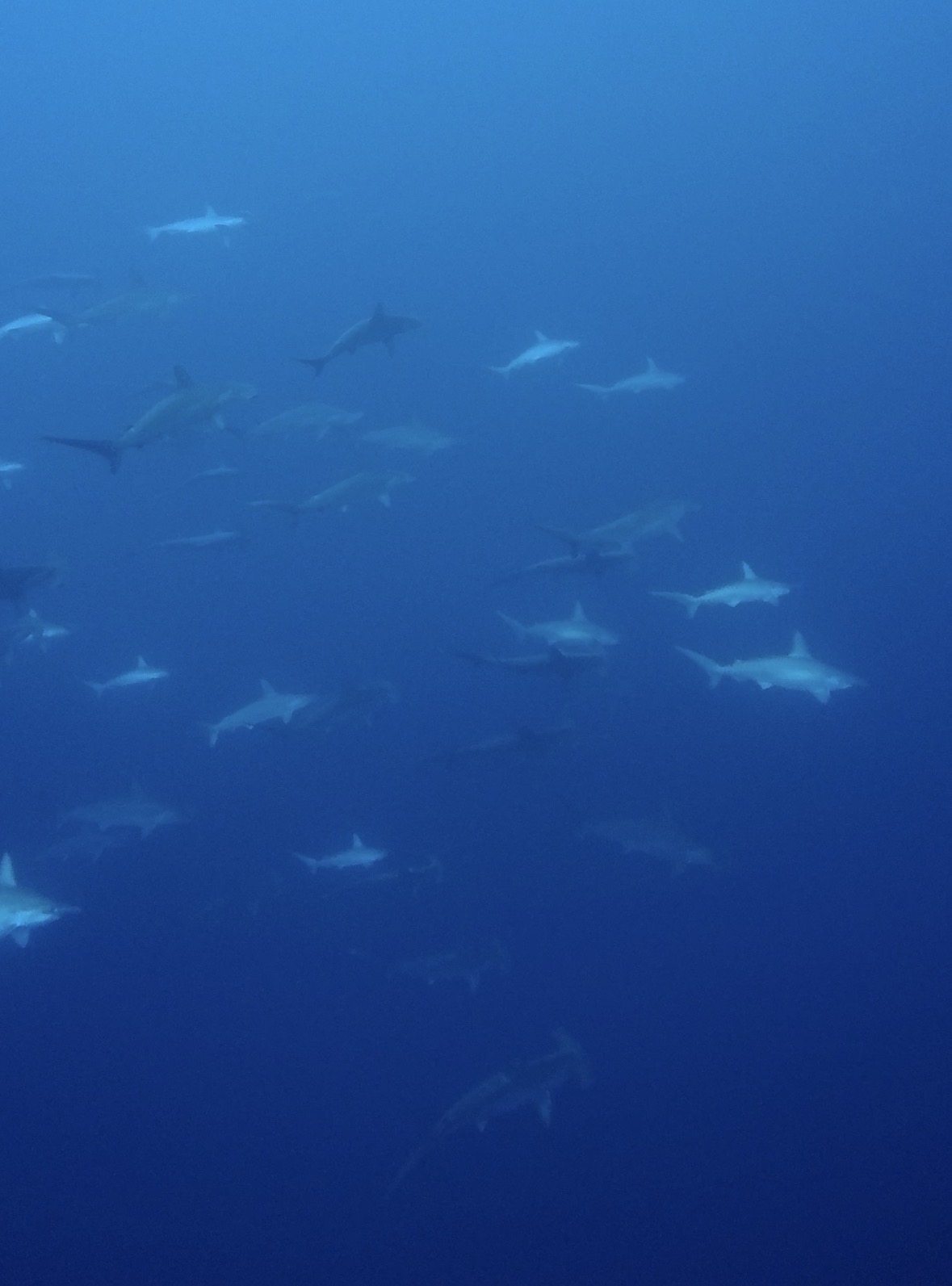 Screenshot from the Video