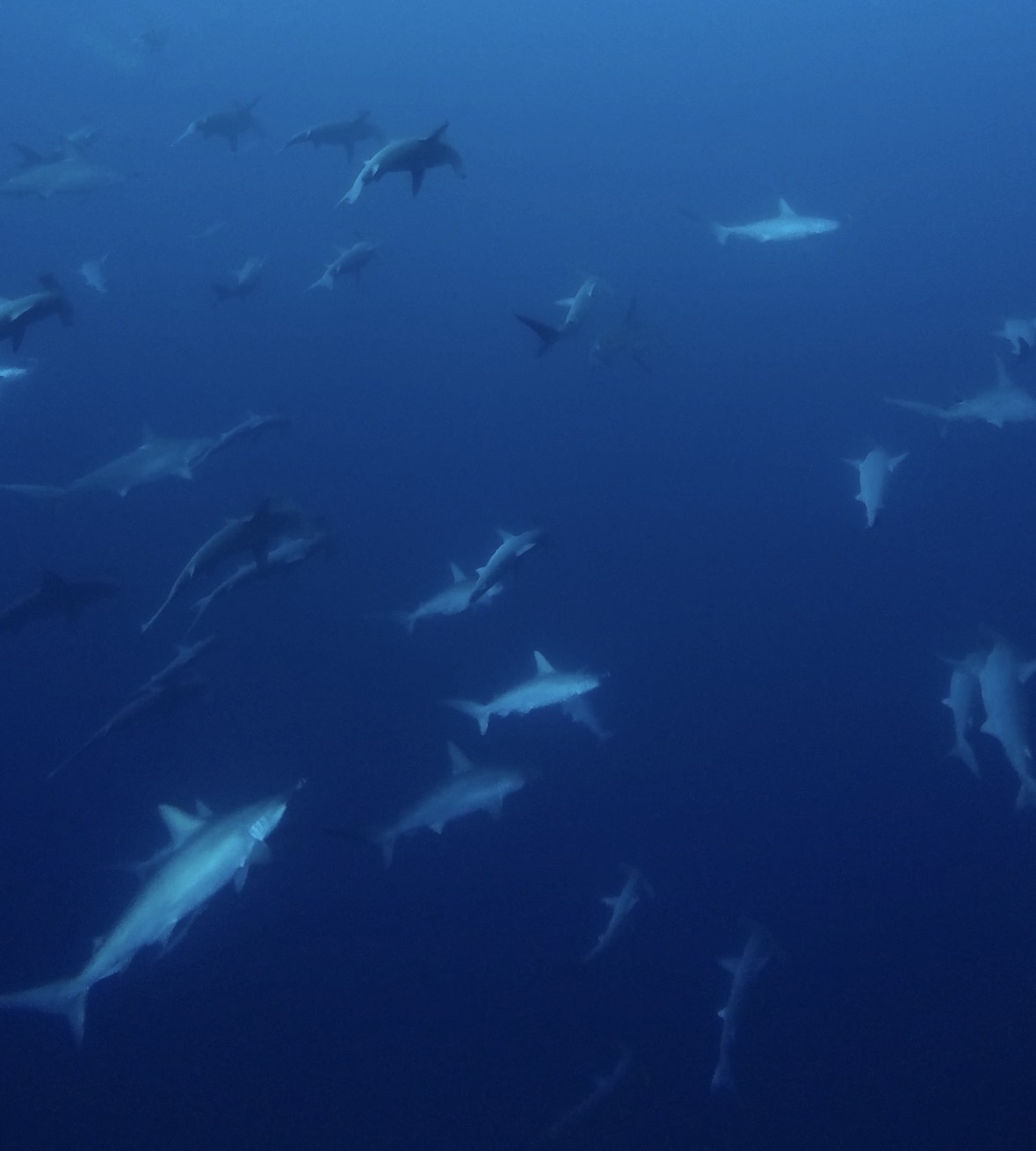 Screenshot from the Video